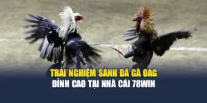 Trải Nghiệm Sảnh Đá Gà OAG Đỉnh Cao Tại Nhà Cái 78WIN